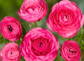 Şakayık Düğün Çiçeği Pembe Renk – Özellikleri ve Pratik Bakım Rehberi