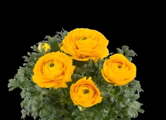 Şakayık Düğün Çiçeği Sarı Renk – Yetiştirme, Bakım ve Sulama İpuçları Şakayık düğün çiçeği tohumu ekimi ve bakımı