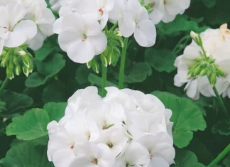 Sardunya Antik Seri Beyaz Renk – Özellikleri, Kullanımı ve Avantajları Sardunya tohumu nasıl yetiştirilir