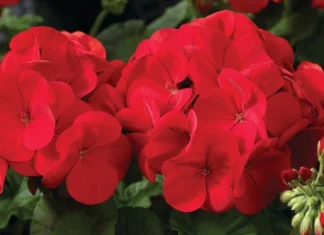 Sardunya Antik Seri Kırmızı Renk – Özellikleri ve Pratik Bakım Rehberi Sardunya Antik Seri Kırmızı Renk tohumlarının bakımı