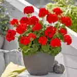 Sardunya Antik Seri Scarlet Renk - Saksılık 5 Tohum