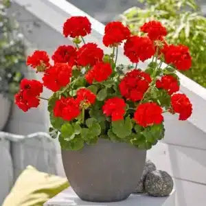 Sardunya Antik Seri Scarlet Renk - Saksılık 5 Tohum