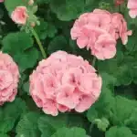 Sardunya Antik Seri Somon Renk - Saksılık 5 Tohum