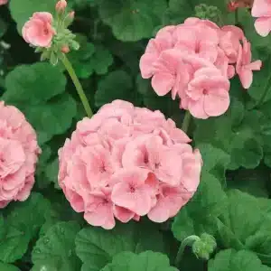 Sardunya Antik Seri Somon Renk - Saksılık 5 Tohum