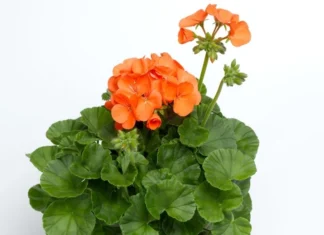 Sardunya Antik Seri Turuncu Renk – Satın Alma ve Kullanım Rehberi