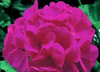 Sardunya Antik Seri Viyolet Renk – Özellikleri, Bakımı ve Yetiştiriciliği