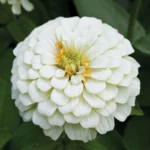 Zinnia Elit Seri Beyaz Renk - Saksılık 5 Tohum
