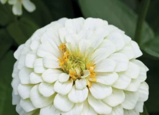 Zinnia Elit Seri Beyaz Renk – Nasıl Yetiştirilir? Bakım ve Özellikleri