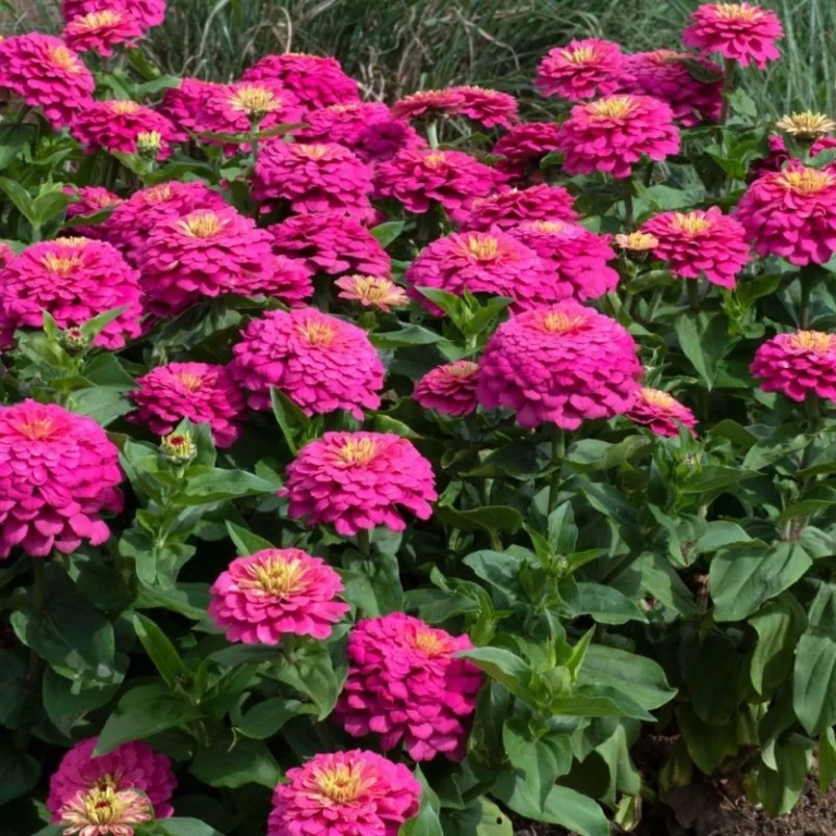 Zinnia - 1