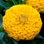 Zinnia Elit Seri Sarı Renk - Saksılık 5 Tohum