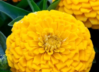 Zinnia Elit Seri Sarı Renk – Tohum ekimi, Bakımı ve Faydaları