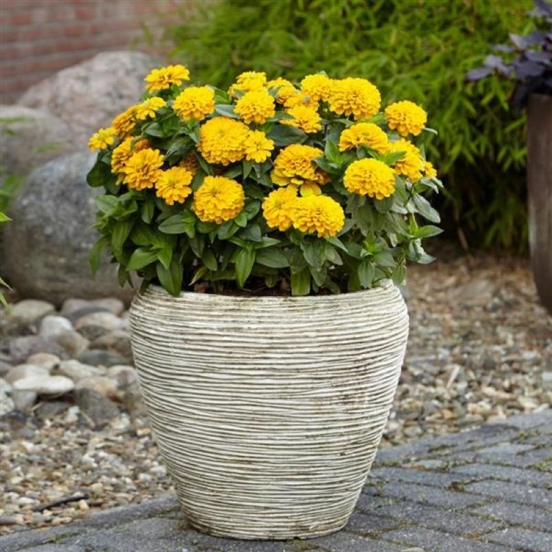 Zinnia Elit Seri Sarı Renk - Saksılık 5 Tohum