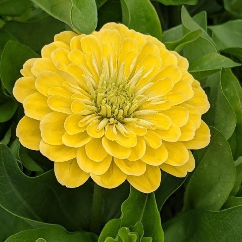 Zinnia Elit Seri Sarı Renk - Saksılık 5 Tohum