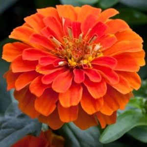 Zinnia Elit Seri Turuncu Renk - Saksılık 5 Tohum