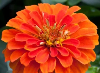 Zinnia Elit Seri Turuncu Renk – Nasıl Kullanılır? Pratik Bilgiler