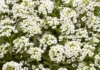 Alyssum Kraliyet Halısı Beyaz Renk – Tohum ekimi, Bakımı ve Faydaları Alyssum Kraliyet Halısı Beyaz Renk