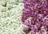 Alyssum Kraliyet Halısı Karışık Renk – Tohum ekimi, Bakımı ve Faydaları Alyssum Kraliyet Halısı renkli çiçek tohumu