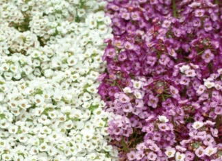 Alyssum Kraliyet Halısı Karışık Renk – Tohum ekimi, Bakımı ve Faydaları