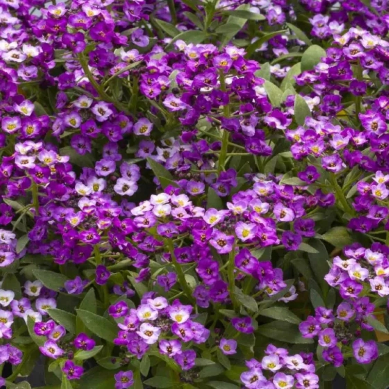 Alyssum Kraliyet Halısı Mor Renk - Saksılık 10 Tohum