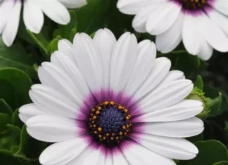 Bodrum Papatyası Sarkan Seri Beyaz Renk – Nedir, Ne İşe Yarar? Özellikleri Bodrum Papatyası sarkan seri beyaz renkte tohumlar