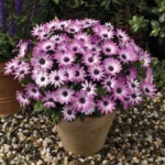 Bodrum Papatyası Sarkan Seri Çift Renk - Saksılık 5 Tohum