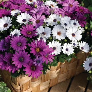 Bodrum Papatyası Sarkan Seri Karışık Renk - Saksılık 5 Tohum