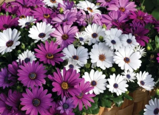 Bodrum Papatyası Sarkan Seri Karışık Renk – Özellikleri ve Pratik Bakım Rehberi Bodrum Papatyası sarkan seri karışık renk tohumları