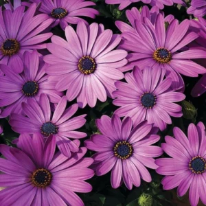 Bodrum Papatyası Sarkan Seri