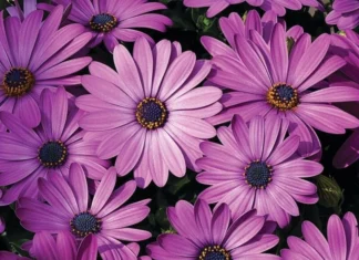 Bodrum Papatyası Sarkan Seri Lavanta Renk – Nasıl Yetiştirilir? Bakım ve Özellikleri Bodrum Papatyası Sarkan Seri