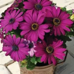 Bodrum Papatyası Sarkan Seri Mor Renk - Saksılık 5 Tohum