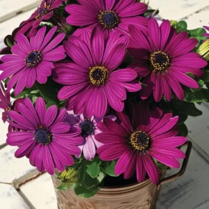 Bodrum Papatyası Sarkan Seri Mor Renk - Saksılık 5 Tohum