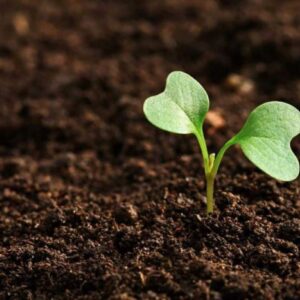 Özel Karışım Tohum Çimlendirme Torfu ( 1 Litre )