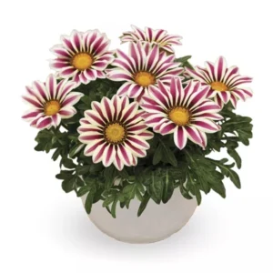 Gazanya Sarkan Seri Beyaz Çizgi Renk - Saksılık 5 Tohum