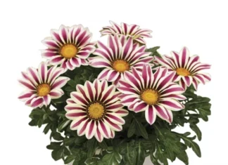 Gazanya Sarkan Seri Beyaz Çizgi Renk – Satın Alma ve Kullanım Rehberi