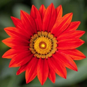 Gazanya Sarkan Seri Kırmızı Renk - Saksılık 5 Tohum