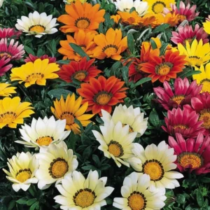 Gazanya Sarkan Seri Karışık Renk - Saksılık 5 Tohum