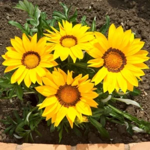 Gazanya Sarkan Seri Sarı Renk - Saksılık 5 Tohum