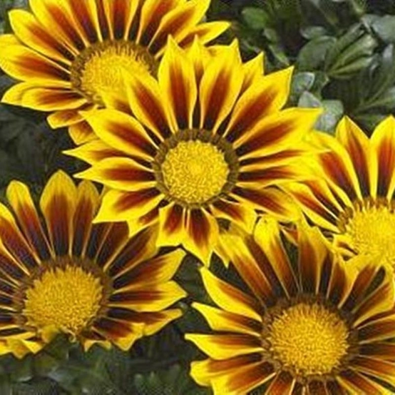 Gazanya tohumu ekimi ve bakımı - 2