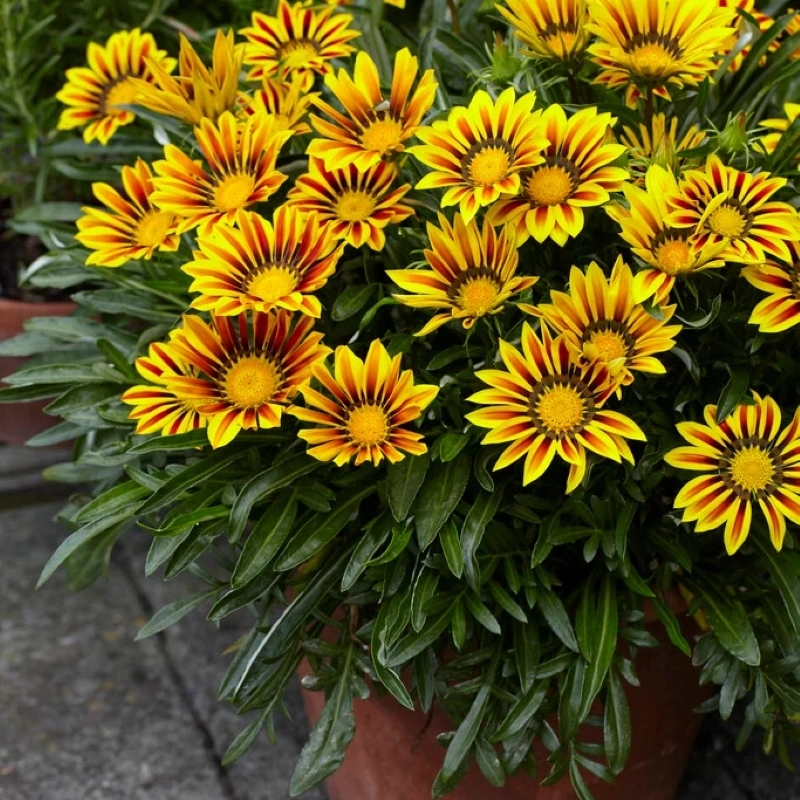 Gazanya tohumu ekimi ve bakımı - 3