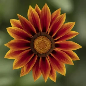 Gazanya tohumu ekimi ve bakımı