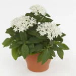 Pentas Elite Seri Beyaz Renk - Saksılık 5 Tohum