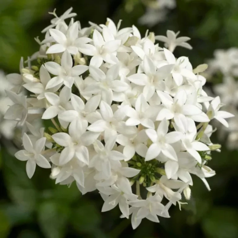 Pentas tohumları bakımı - 1