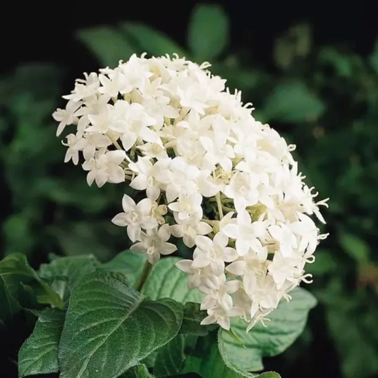 Pentas tohumları bakımı - 2