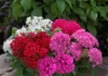Pentas Elite Seri Karışık Renk – Nasıl Yetiştirilir? Bakım ve Özellikleri Pentas tohumları ile bahçenizi renklendirin