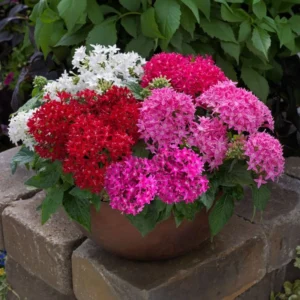 Pentas Elite Seri Karışık Renk Tohumları