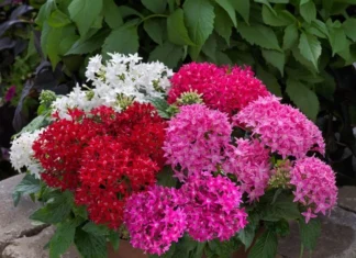 Pentas Elite Seri Karışık Renk – Tohum ekimi, Bakımı ve Faydaları Pentas Elite Seri Karışık Renk Tohumları