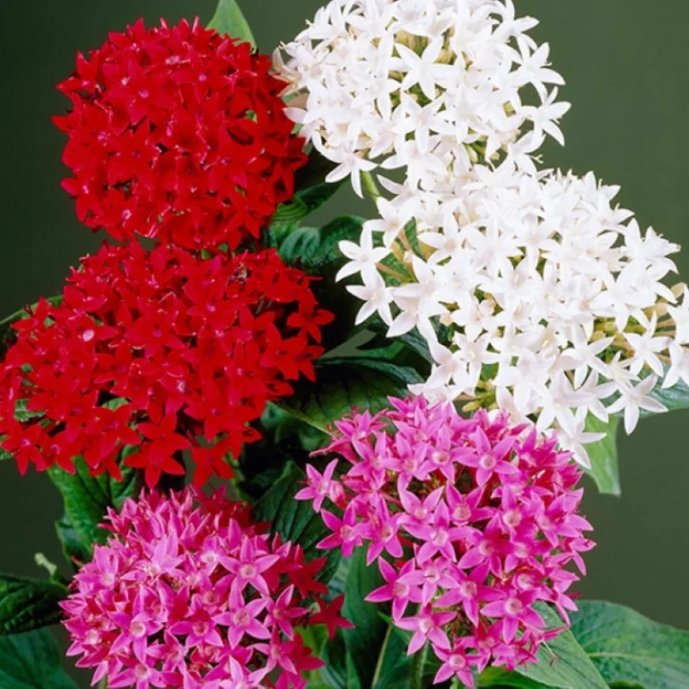 Pentas Elite Seri Karışık Renk Tohumları - 1