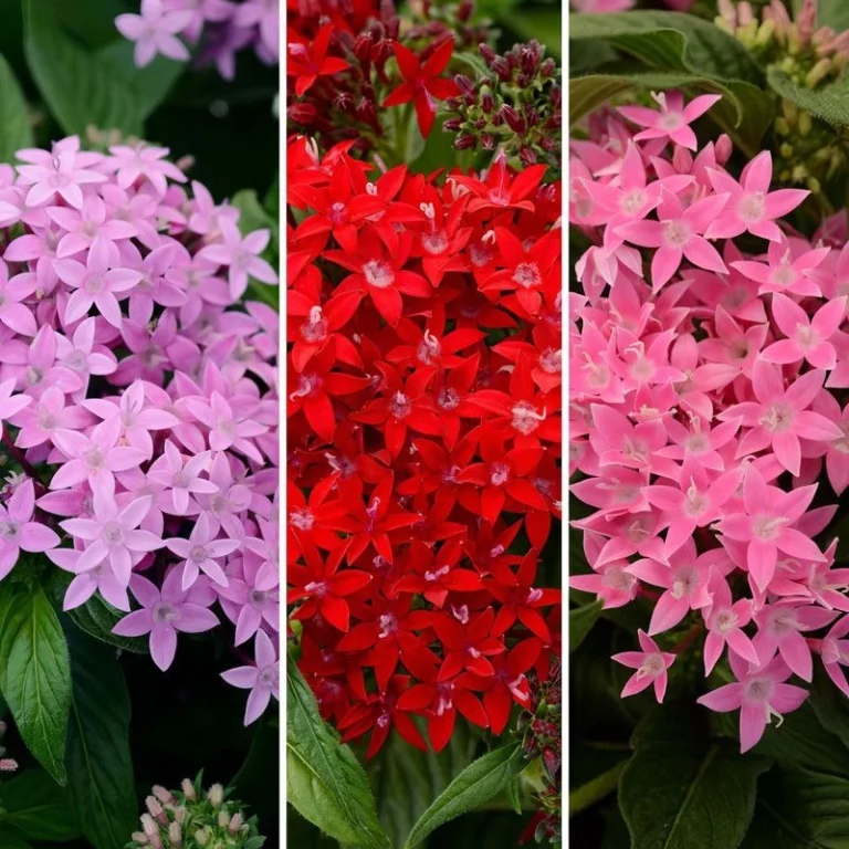 Pentas Elite Seri Karışık Renk Tohumları - 2