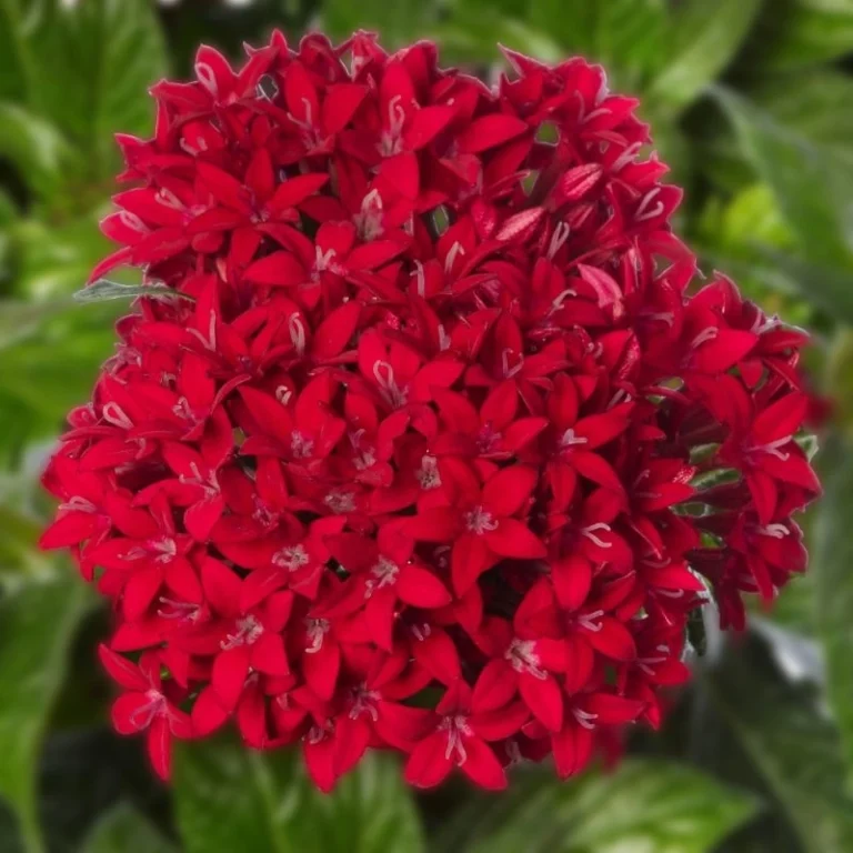 Pentas Elite Seri Kırmızı Renk tohumları - 1