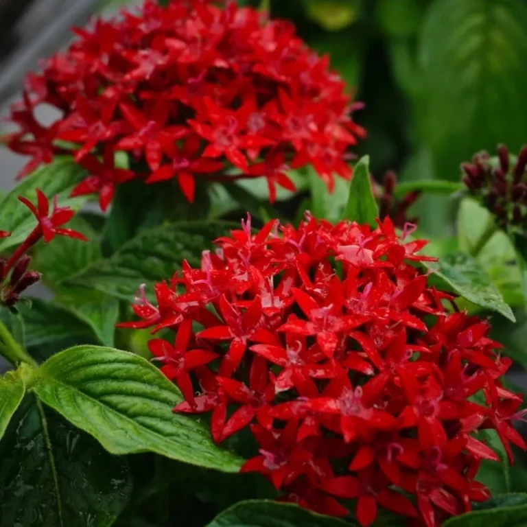 Pentas Elite Seri Kırmızı Renk tohumları - 2